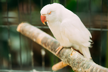 Image showing Sleeping Rose-ringed Parakeet Also Known As The Ring-necked Parakeet In Zoo. Wild Bird In Cage. Sleeping Rose-ringed Parakeet Also Known As The Ring-necked Parakeet In Zoo. Wild Bird In Cage