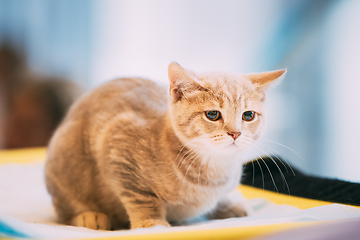 Image showing Small Cute Scottish Cat Kitten With Straight Ears At Blurred Indoor Background. Scottish Cat Kitten