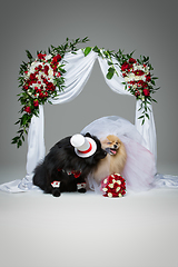 Image showing dog wedding couple under flower arch