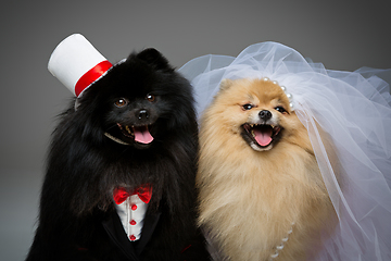 Image showing Spitz dog wedding couple