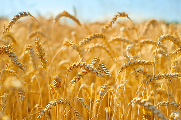 Image showing Wheat field in the crop