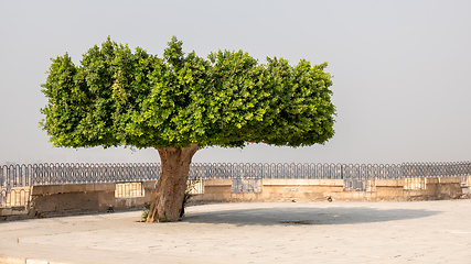 Image showing old tree at the Muhammad Ali mosque