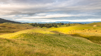 Image showing sunset landscape with cows