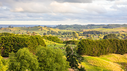 Image showing sunset landscape with cows