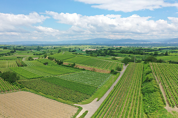 Image showing aerial view vineyard scenery at Kaiserstuhl Germany