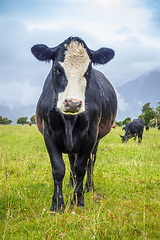 Image showing lush landscape with cows