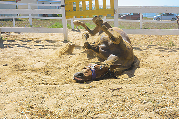 Image showing Horse rides on its back on the sand in the paddock