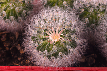 Image showing Flower close-up of fluffy cactus Espostoa, top view