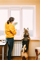 Image showing Woman Of Fifty In Yellow Sweater Washes Dusty Window In Apartment. 50 Year Old Woman Cleans Windows From Stains Using Rag. Woman Is Cleaning House Doing Household Chores With Dog Pet.