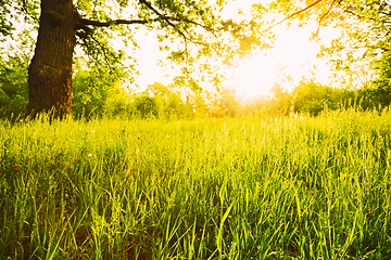 Image showing Summer Sunny Forest Trees And Green Grass. Nature Woods Sunlight Background. Instant Toned Image. Focus On Grass. Summer Sunny Forest Trees And Green Grass. Nature Woods Sunlight Background. Instant 
