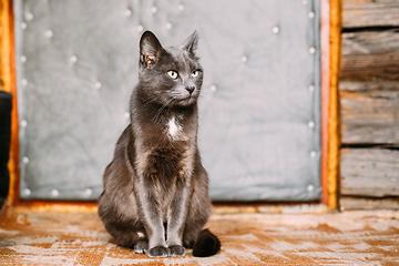 Image showing Russian Blue Cat Kitten With Green Eyes Resting On Porch Of An Old Village Rustic House