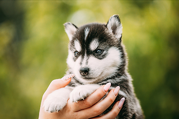 Image showing Four-week-old Husky Puppy Of White-gray-black Color Sitting In Hands Of Owner. Four-week-old Husky Puppy Of White-gray-black Color Sitting In Hands Of Owner.