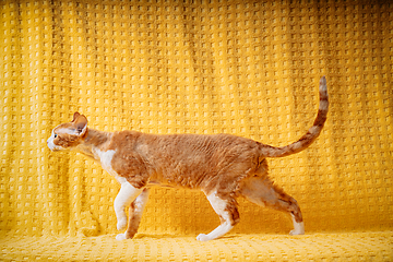 Image showing Funny Red Ginger Devon Rex Cat Posing On Plaid. Short-haired Cat Of English Breed On Yellow Plaid Background. Shorthair Pet