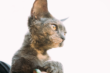Image showing Young Gray Devon Rex Kitten On White Background. Short-haired Cat Of English Breed. Close Up Portrait.