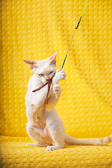 Image showing White Devon Rex Kitten Kitty Playing With Feather Toy. Short-haired Cat Of English Breed On Yellow Plaid Background. Shorthair Pet Cat