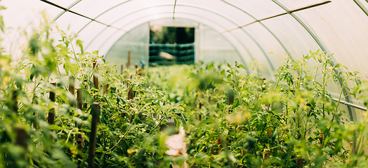 Image showing Bush Of Tomatoes Vegetables Growing In Raised Beds In Vegetable Garden Or Hothouse Or Greenhouse