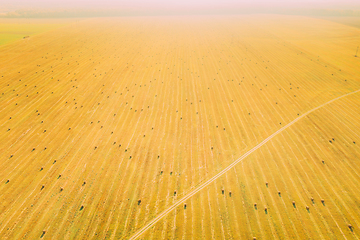 Image showing Aerial View Of Autumn Hay Rolls Straw Field Landscape. Haystack, Hay Roll. Natural Agricultural Background Backdrop Harvest