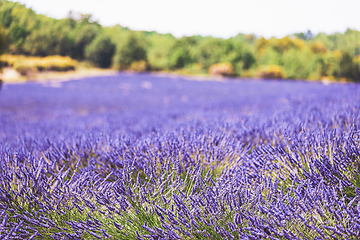 Image showing Blooming Bright Purple Lavender Flowers In Provence, France. Summer Season