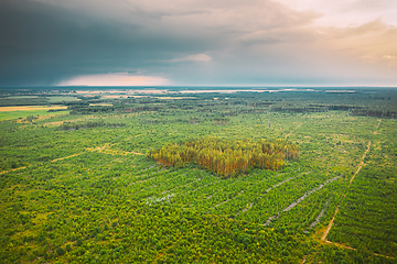 Image showing Aerial View Green Forest Deforestation Area Landscape. Top View Of New Young Growing Forest. European Nature From High Attitude In Summer Season