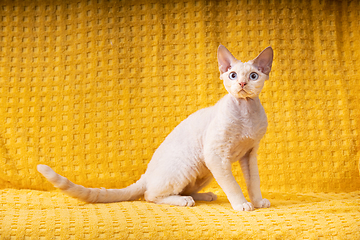 Image showing White Devon Rex Kitten Kitty. Short-haired Blue-eyed Cat Of English Breed On Yellow Plaid Background. Shorthair Pet Cat