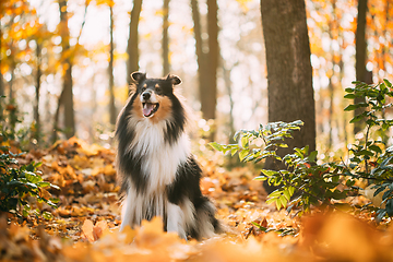 Image showing Tricolor Rough Collie, Funny Scottish Collie, Long-haired Collie, English Collie, Lassie Dog Outdoors In Autumn Day. Portrait