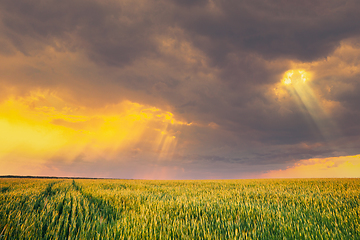 Image showing Sunset Dramatic Sky Over Rural Green Wheat Field. Spring Season. Altered Sunrise Sky. Sunray Rays From Sky