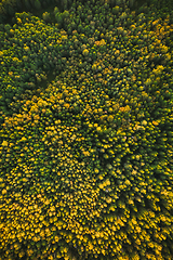 Image showing Aerial View Of Green Pines Coniferous Forest In Landscape During Sunset In Summer. Top Flat View From Attitude. Drone View Of Woods