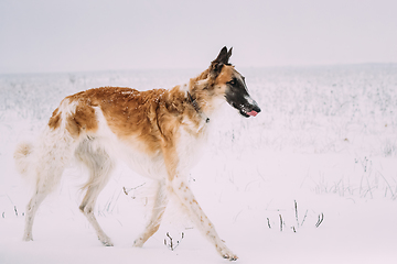 Image showing Russian Wolfhound Hunting Sighthound Russkaya Psovaya Borzaya Dog During Hare-hunting At Winter Day In Snowy Field