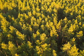 Image showing Aerial View Of Green Pine Coniferous Forest In Landscape During Sunset In Spring. Top View From Attitude. Drone View Of European Woods At Springtime