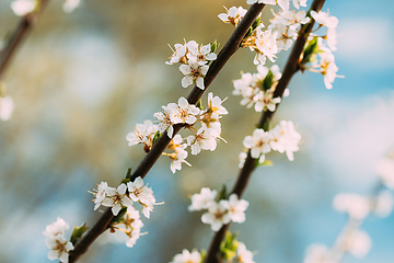 Image showing White Young Spring Flowers Of Prunus subg. Cerasus Growing In Branch Of Tree.