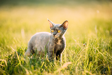 Image showing Young Gray Devon Rex Kitten In Green Grass. Short-haired Cat Of English Breed. Summer Sunset Sunlight