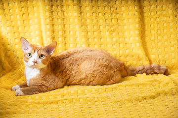 Image showing Young Red Ginger Devon Rex Cat Lying On Plaid. Short-haired Cat Of English Breed On Yellow Plaid Background. Shorthair Pet Looking At Camera