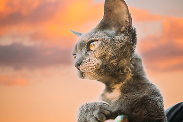 Image showing Young Gray Devon Rex Kitten On Sunset Sky Background. Short-haired Cat Of English Breed. Summer Sunset Sunlight