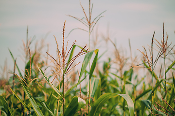 Image showing Rural Landscape Maize Field With Corn Sprouts. Young Green Cornfield Plantation. Agricultural Crop.