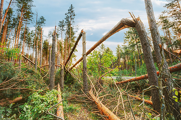 Image showing Windfall In Forest. Storm Damage.