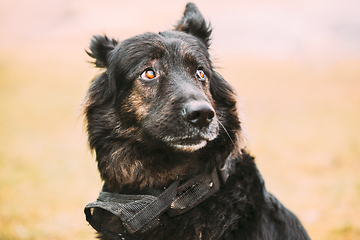 Image showing Close Up Beautiful Funny Black German Shepherd Alsatian Wolf Dog Portrait