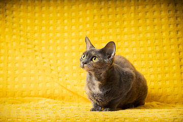 Image showing Young Gray Grey Devon Rex Cat Sitting. Short-haired Cat Of English Breed On Yellow Plaid Background. Shorthair Pet Cat Looking Up. Copy Space