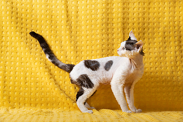 Image showing Funny White With dark Spots Devon Rex Cat Posing On Plaid. Short-haired Cat Of English Breed On Yellow Plaid Background. Shorthair Pet