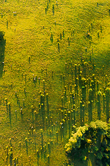 Image showing Aerial View Of Cattle Of Cows Grazing In Meadows Pasture. Summer Green Pasture Landscape. Top View. Bird\'s-eye View. Sunny Morning. Long Shadows