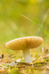 Image showing Russula Mushroom Growing Among Fallen Leaves In Autumn Forest. Bottom View