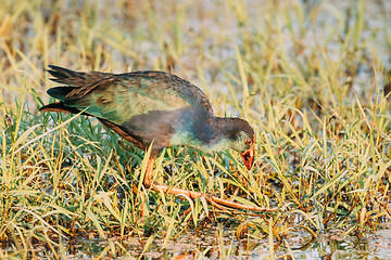 Image showing Goa, India. Grey-headed Swamphen Bird In Morning Looking For Food In Swamp. Porphyrio Poliocephalus