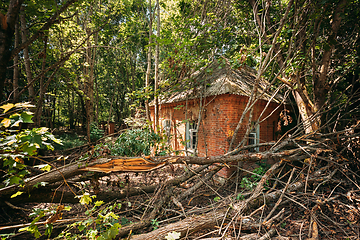 Image showing Belarus. Abandoned House Overgrown With Trees And Vegetation In Chernobyl Resettlement Zone. Chornobyl Catastrophe Disasters. Dilapidated House In Belarusian Village. Whole Villages Must Be Disposed