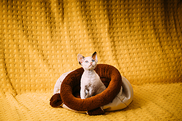 Image showing Funny Young Small Little White Devon Rex Kitten Kitty Resting posing In Warm Bag Bed. Short-haired Cat Of English Breed On Yellow Plaid Background. Shorthair Pet Cat