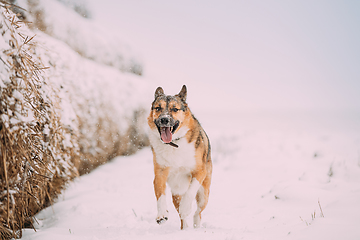 Image showing Funny Happy Dog Playing Running In Snowy Field During Day