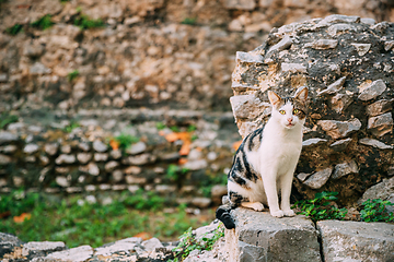 Image showing Terracina, Italy. Cat Resting On Narrow Old Italian Street