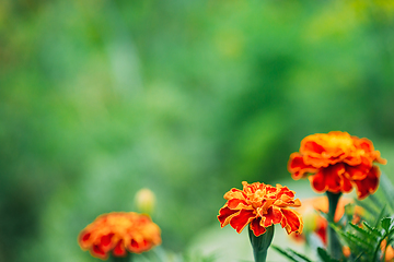 Image showing Red Flowers Of Tagetes Plant In Garden Bed. Medicinal Plant