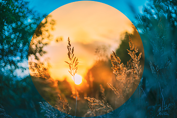 Image showing Summer Dry Autumn Grass In Sunset Sunrise Sunlight. Meadow In Fall Season. Toned Photo In Cold And Warm Colors. Radial Gradient, Basic Geometric Shape Intertwines With Natural Chaos Of Nature