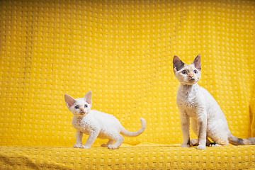 Image showing Two Funny Young White Devon Rex Kittens Kittys Cats. Short-haired Cat Of English Breed On Yellow Plaid Background. Shorthair Pet Cat