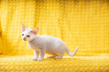 Image showing Little White Devon Rex Kitten Kitty. Short-haired Blue-eyed Cat Of English Breed On Yellow Plaid Background. Shorthair Pet Cat. Two Weeks Old