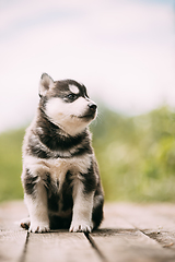 Image showing Four-week-old Husky Puppy Of White-gray-black Color Sitting On Wooden Ground And Looking Into Distance